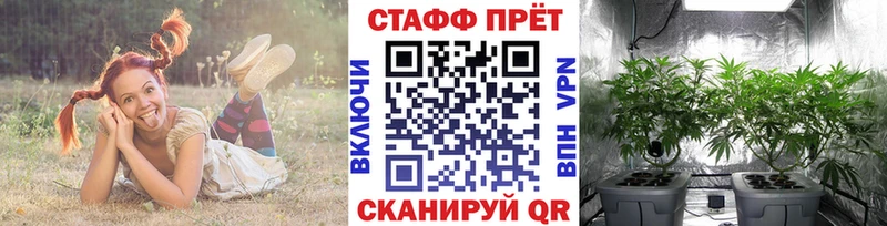 Купить наркотики цена Николаевск Псилоцибиновые грибы Мефедрон Конопля МЕТАДОН A-PVP